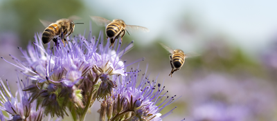 Eco-Friendly Landscaping Tips to Make Your Yard Sustainable
